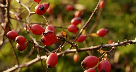 Rose hips Stock Footage 120608017