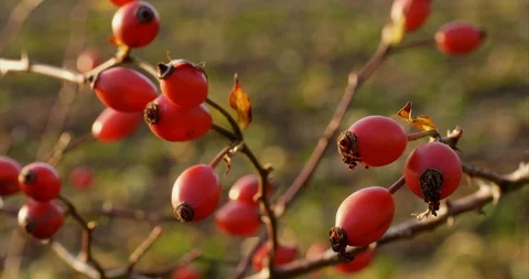 Rose hips Stock Footage 120608028