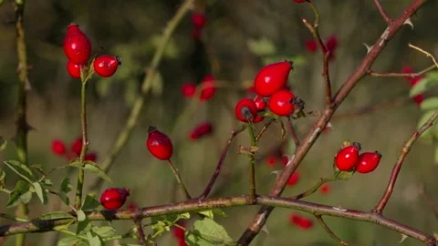 Rose hips Stockbeeldmateriaal 321945024