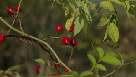 Rose hips Stock Footage 321945044