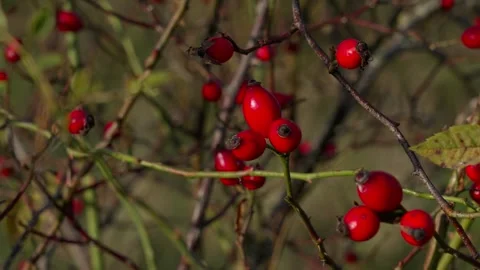 Rose hips Stock Footage 321945142