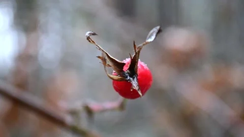 Rose hips in the forest Vídeo Stock 145307488