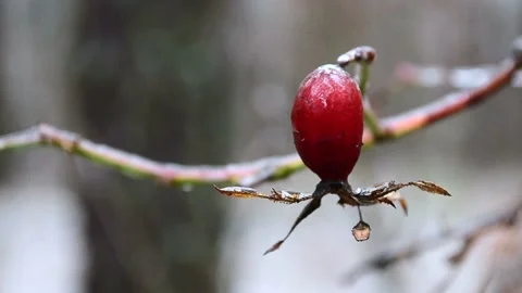 Rose hips in the forest Vídeo Stock 145307549