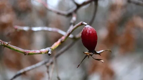 Rose hips in the forest Vídeo Stock 145307587