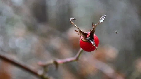Rose hips in the forest Vídeo Stock 145307643