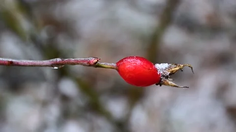 Rose hips in the forest Vídeo Stock 145307737