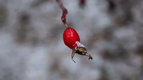 Rose hips in the forest Vídeo Stock 145307766