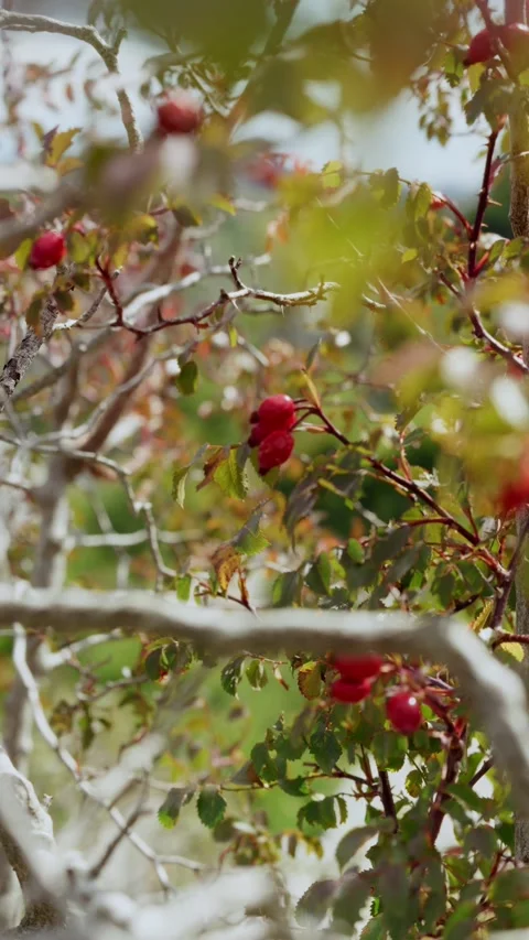 Rose hips on gnarled branches with soft bokeh in Montenegro Stock Footage 329412460