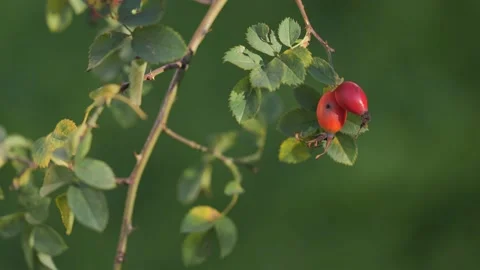 Rose hips on a green background Видео 239374740