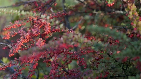 Rose hips on a green background Видео 239375135
