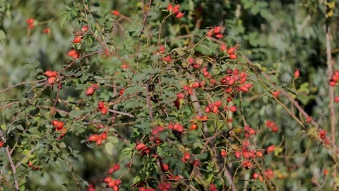 Rose hips on a green background Видео 239375810