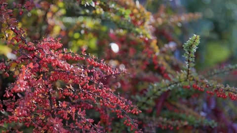 Rose hips on a green background Stock Footage 239375978