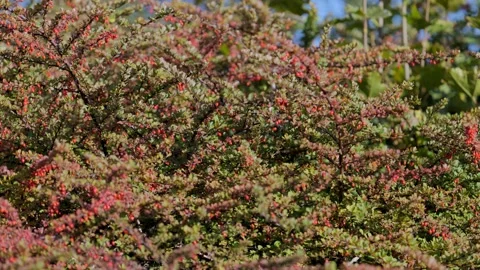 Rose hips on a green background Видео 239377218