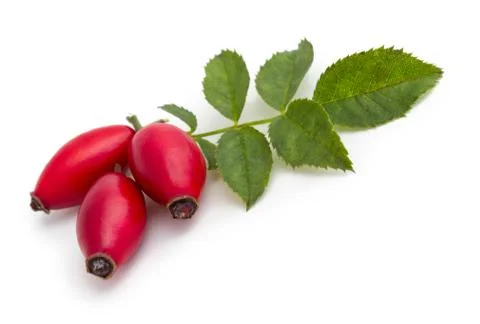 Rose hips isolated Stock Photos