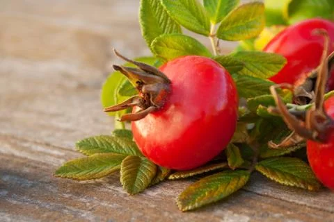 Rose hips Stock Photos