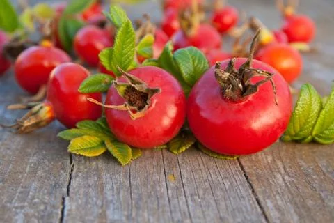 Rose hips Stock Photos