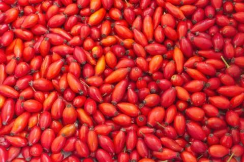 Rose hips Stock Photos