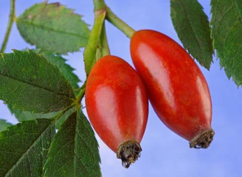 Rose hips Stock Photos