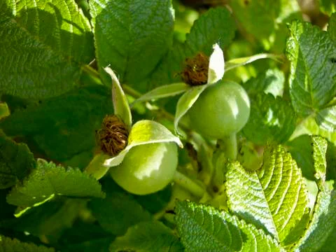 Rose hips Stock Photos