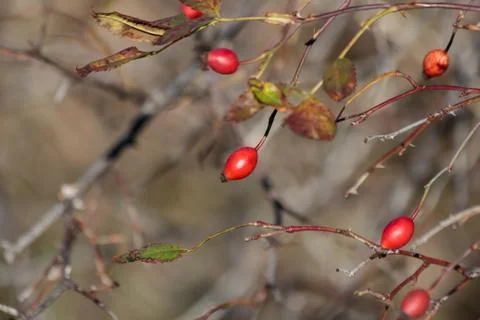Rose hips Stock Photos