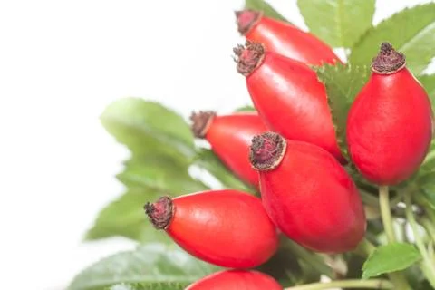 Rose hips Stock Photos
