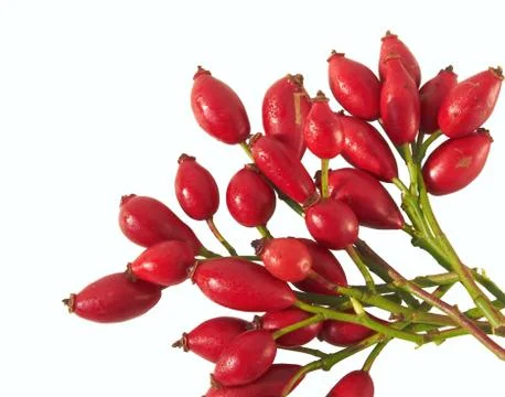 Rose hips Stock Photos