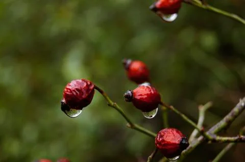 Rose-hips Stock Photos