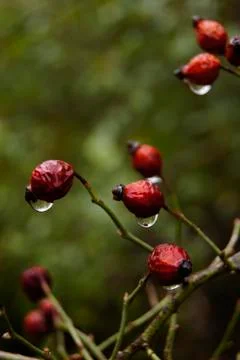 Rose-hips Stock Photos