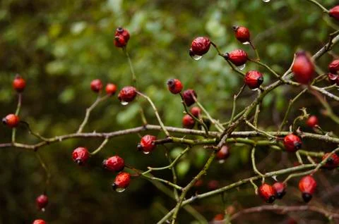 Rose-hips Stock Photos