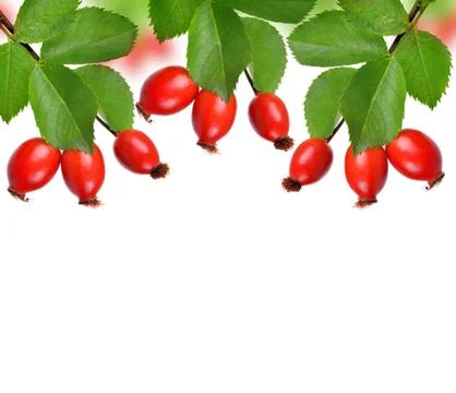 Rose hips Stock Photos