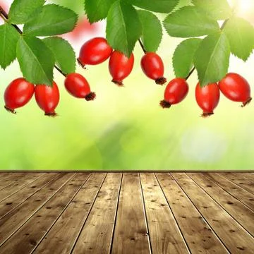 Rose hips Stock Photos