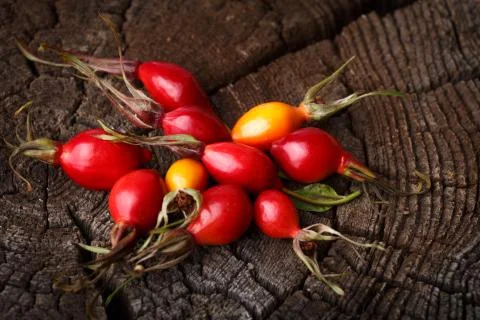 Rose hips Stock Photos