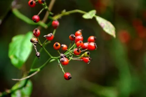 Rose Hips Stock Photos