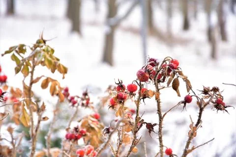 Rose hips Stock Photos
