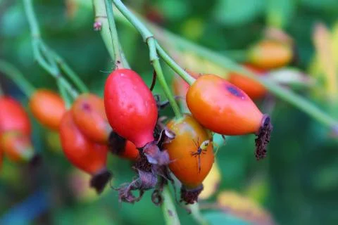 Rose hips Stock Photos