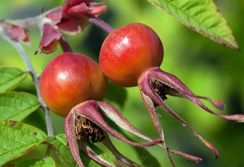 Rose hips (rósa) Stock Photos