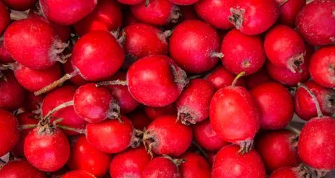 Rose hips, rose hips background, types of rose hips. The composition of Stock Photos