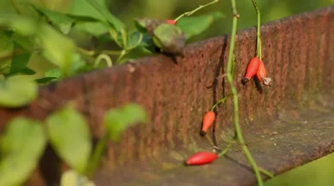 Rose hips on rusty iron girder Stock Footage 12942859