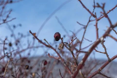Rose hips in spring Stock Photos