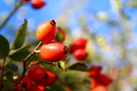 Rose hips in the summer Foto stock