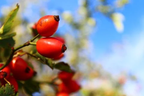 Rose hips in the summer Stock Photos