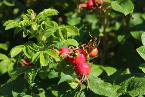 Rose hips in the summer Stock Photos