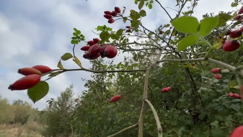 Rose Hips on Thorny Branches Under an Overcast Early Autumn Sky Stock Footage 340341609
