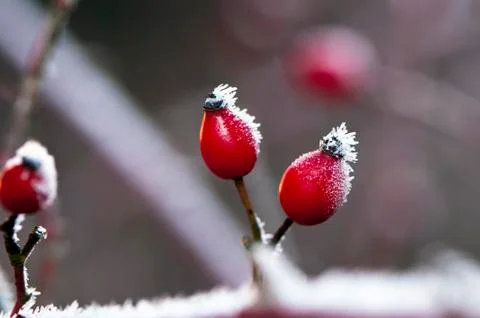 Rose hips in winter Foto stock
