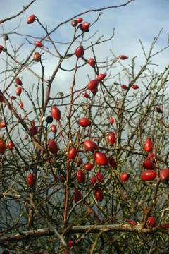 Rose hips in winter Stock Photos