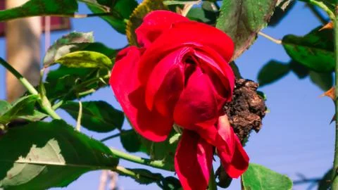 Rose at home Foto stock