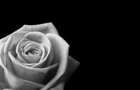 Rose horizontal Foto stock