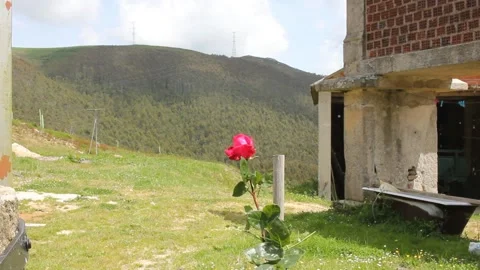 A rose in a house in the mountains Stock Footage 254568266