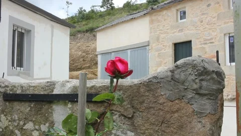 Rose in a house in the mountains Stock Footage 254568351