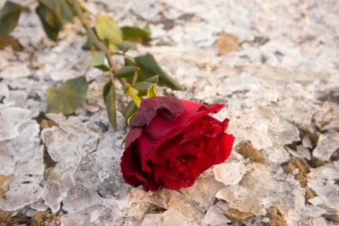 Rose on Ice Stock Photos